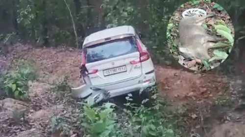 CG : जंगली सुअर से टकराई तेज रफ़्तार कार, मौके पर ही मौत, चालक घायल…..