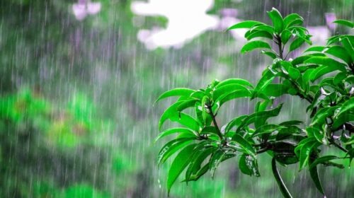 छत्तीसगढ़ : कई स्थानों पर भारी बारिश की संभावना, तापमान में आएगी गिरावट…..