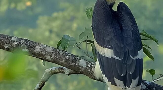 दुर्लभ हॉर्नबिल संरक्षण की विशेष पहल, उदंती-सीतानदी में विकसित हो रहे प्राकृतिक उद्यान