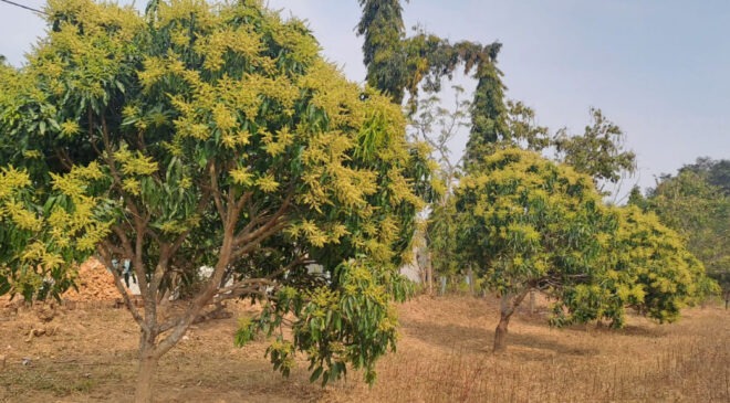 जशपुर की अमराइयों में बौरों की बहार, रिकॉर्ड उत्पादन की उम्मीद