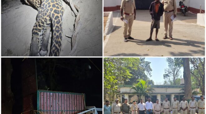 कटघोरा वनमंडल की सतर्कता से तेंदुए का सफल रेस्क्यू, शिकारी गिरफ्तार