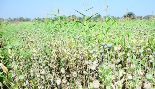 भाजपा नेता के खेत में अवैध अफीम की खेती का खुलासा, 8 करोड़ की फसल जब्त