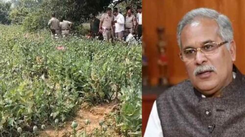 रायगढ़ के तमनार में अफीम की खेती पकड़ी गई, भूपेश बघेल ने BJP सरकार पर साधा निशाना