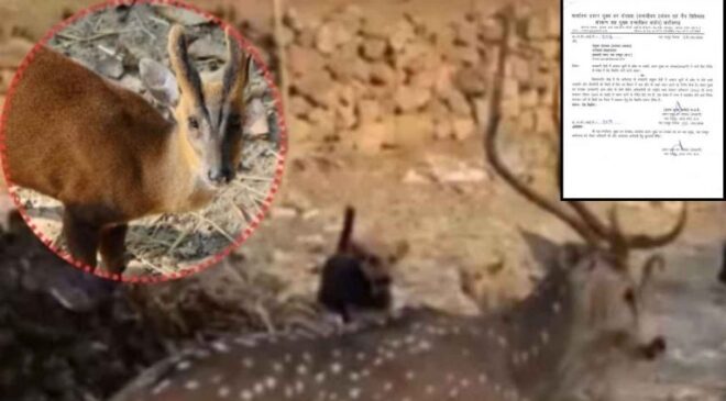 अंबिकापुर हिरण मौत का मामला, वन विभाग सख्त, अब टाइगर रिजर्व में कुत्तों पर खास निगरानी