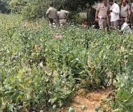 आमाघाट में अवैध अफीम की खेती का भंडाफोड़, गिरफ्तार आरोपी झारखंड निवासी मार्शल संगा और दो साथियों पर NDPS एक्ट के तहत अपराध दर्ज, 2 करोड 5 लाख 10 हजार रु. के अफीम पौधे जब्त